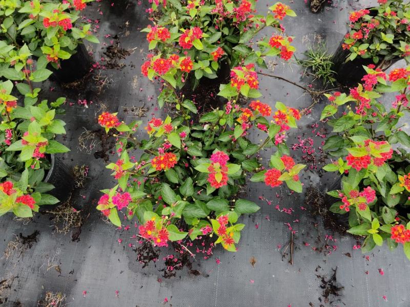 本苗圃常年供应精品花镜植物五色梅，规格齐全量大从优