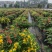 本苗圃常年供应精品花镜植物五色梅，规格齐全量大从优