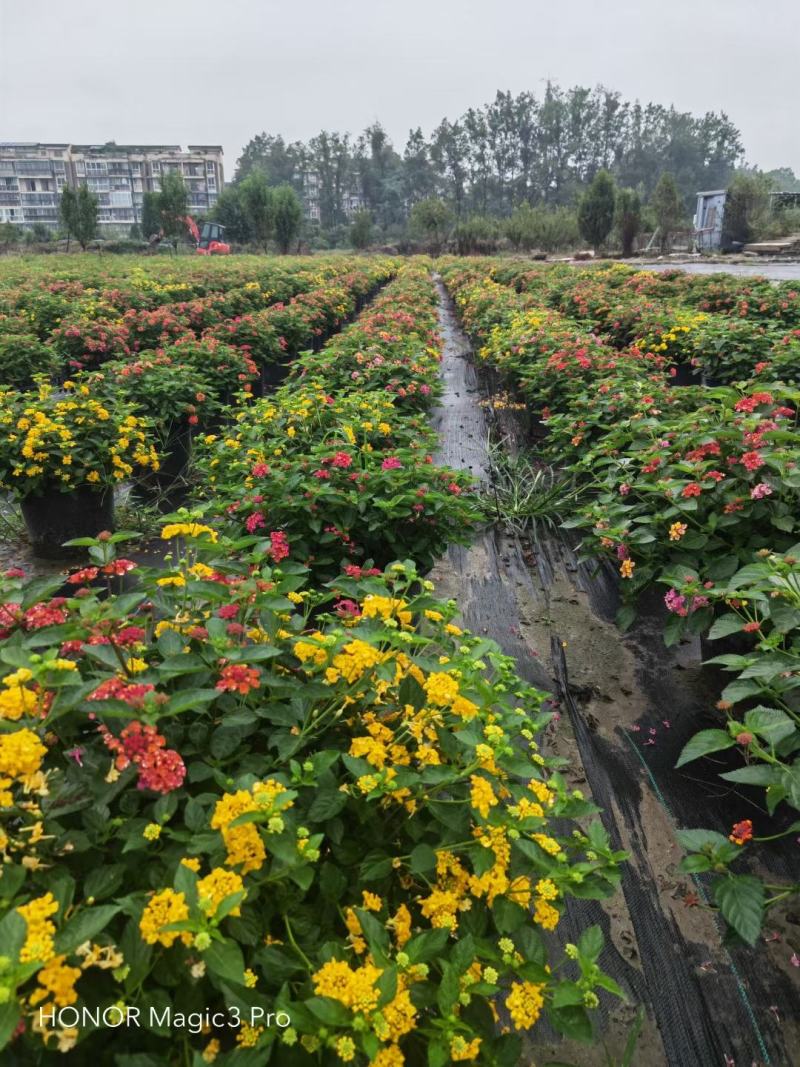 本苗圃常年供应精品花镜植物五色梅，规格齐全量大从优