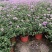 本苗圃常年供应精品花镜植物五色梅，规格齐全量大从优