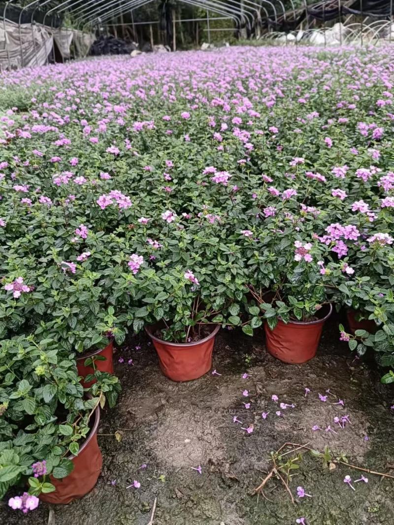 本苗圃常年供应精品花镜植物五色梅，规格齐全量大从优