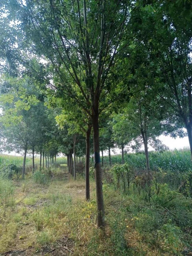 白蜡树