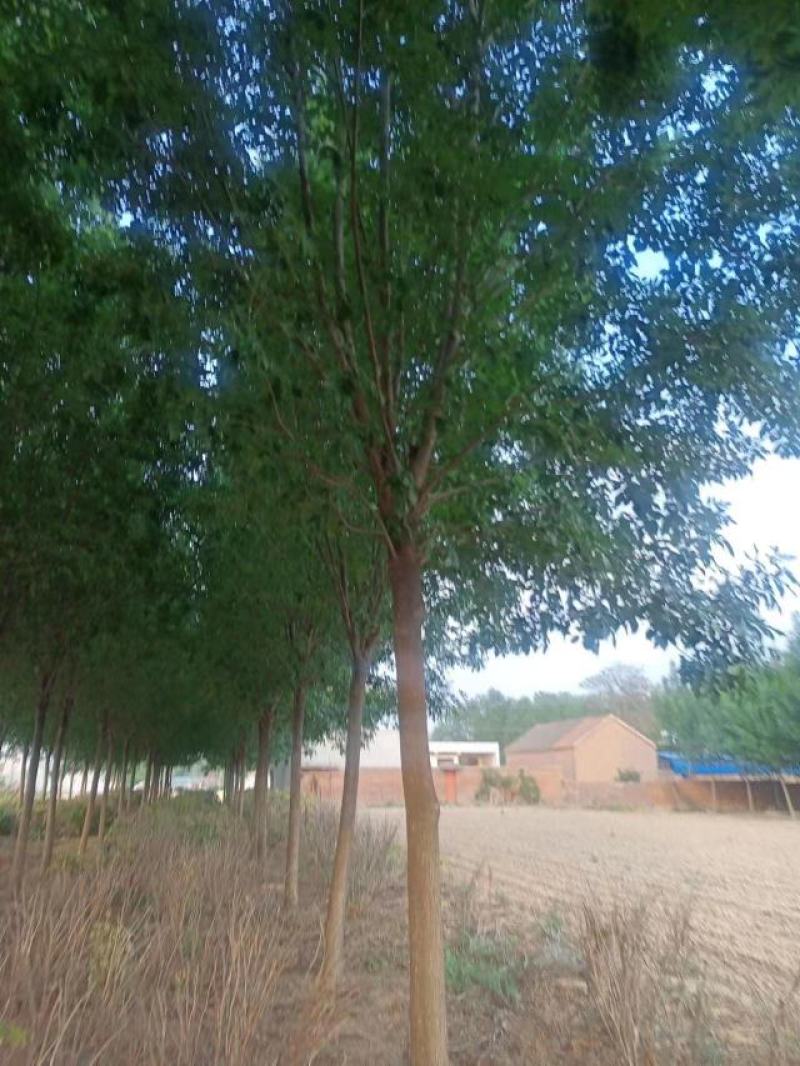 白蜡树
