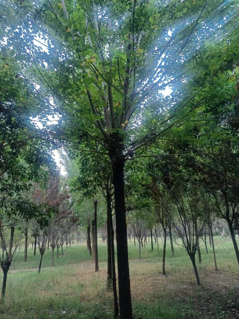 白蜡树