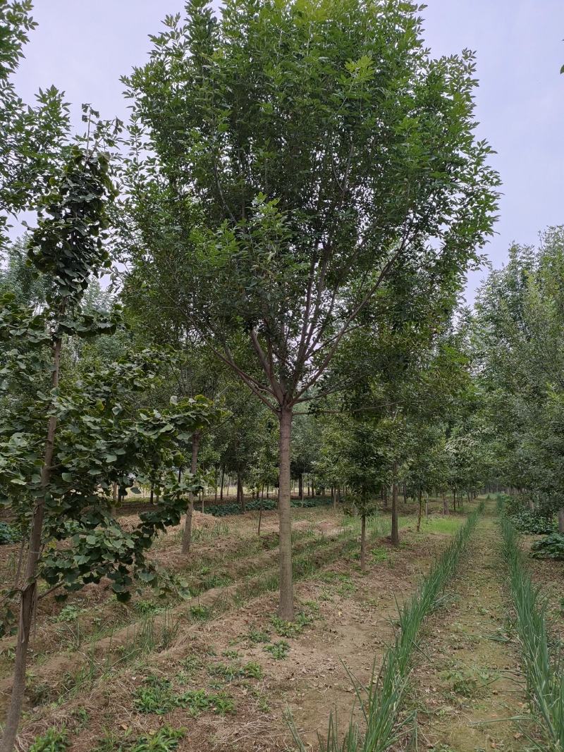 白蜡树