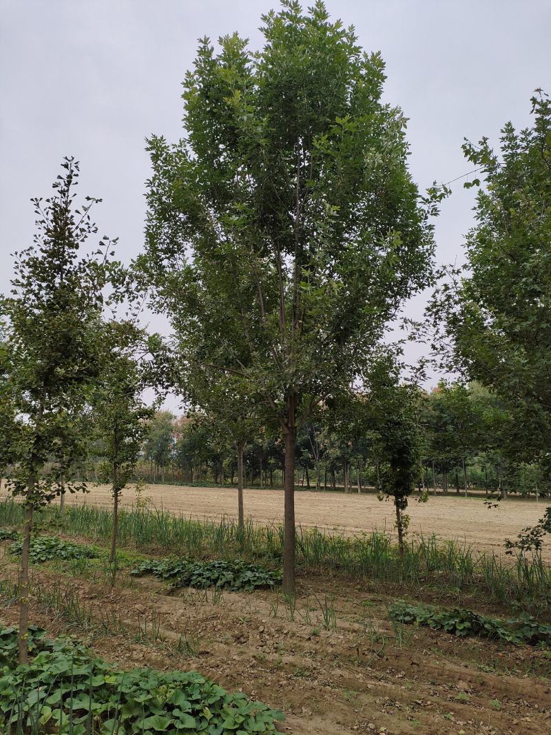 白蜡树
