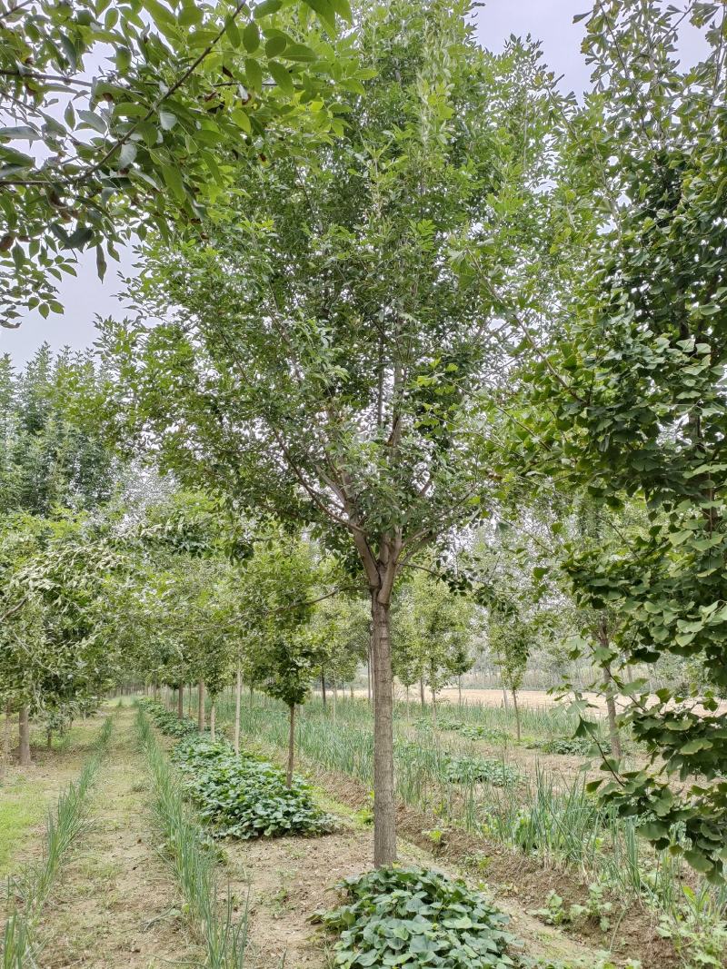 白蜡树