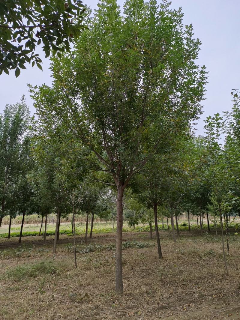 白蜡树