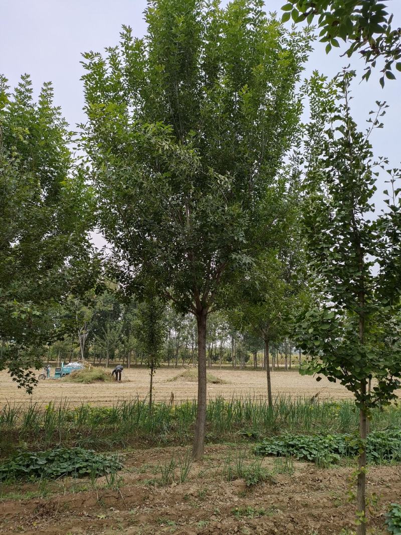 白蜡树