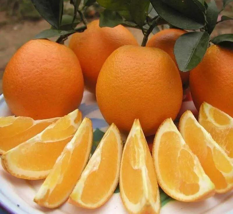 【推荐】湖北精品纽荷尔脐橙长虹脐橙产地现摘现发欢迎咨询