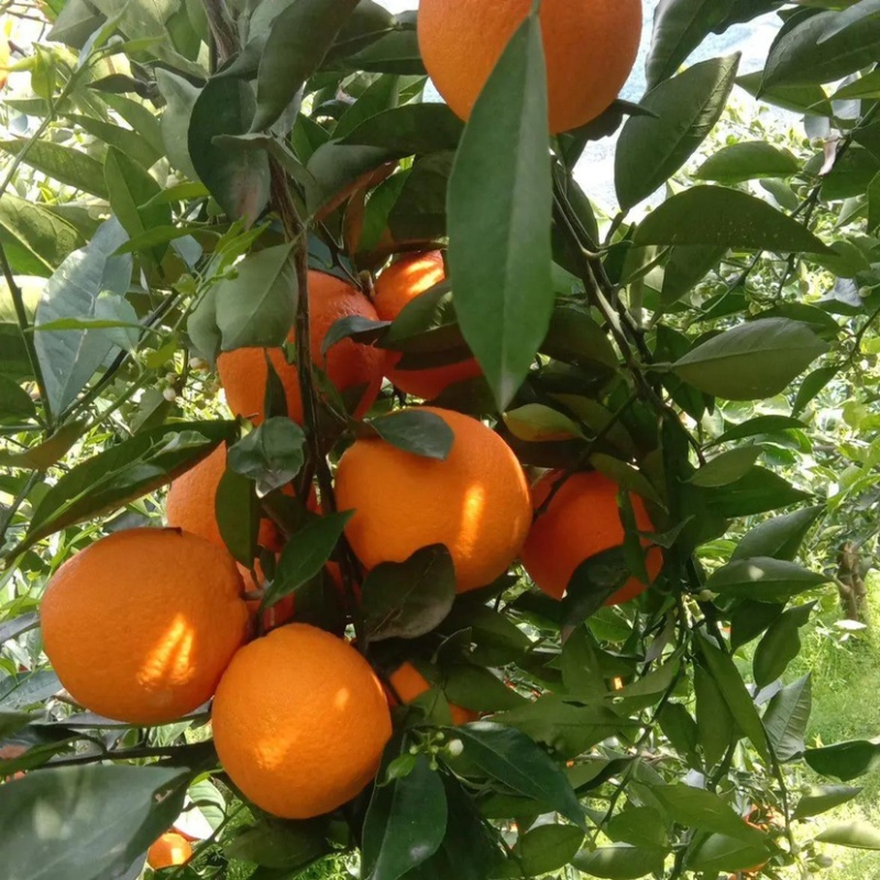 【推荐】湖北精品纽荷尔脐橙长虹脐橙产地现摘现发欢迎咨询