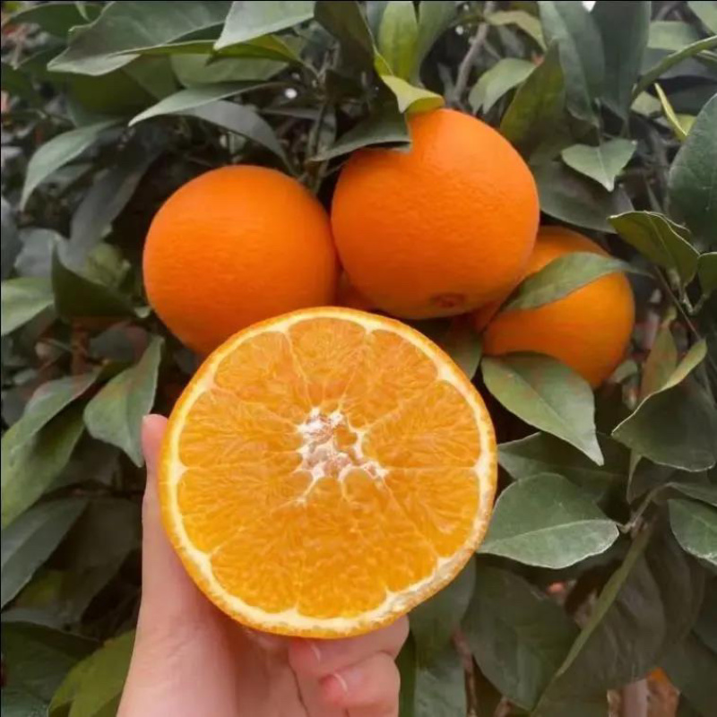 【推荐】湖北精品纽荷尔脐橙长虹脐橙产地现摘现发欢迎咨询
