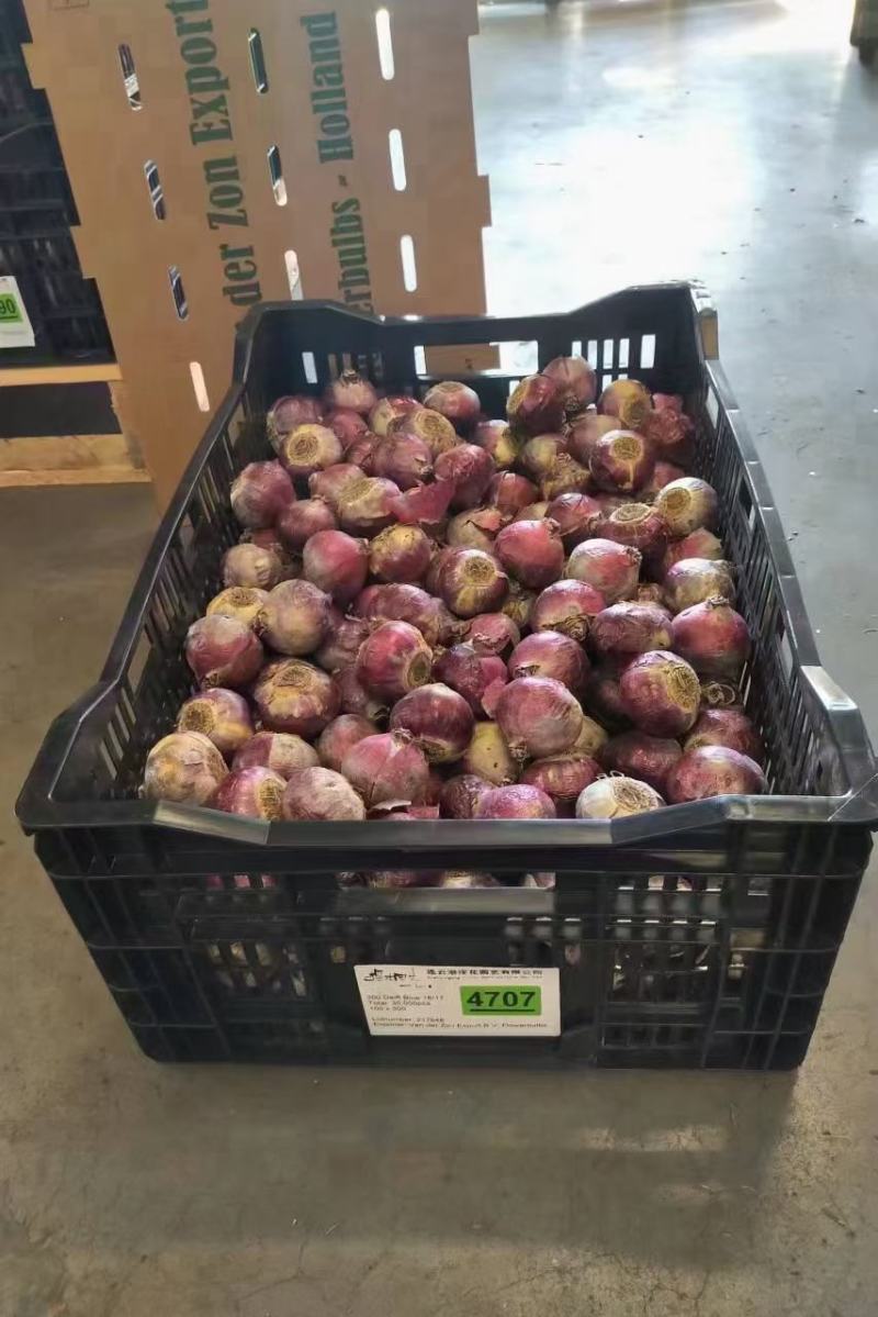 荷兰进口风信子种球球根盆栽土培水培植物家庭室内阳台花园种
