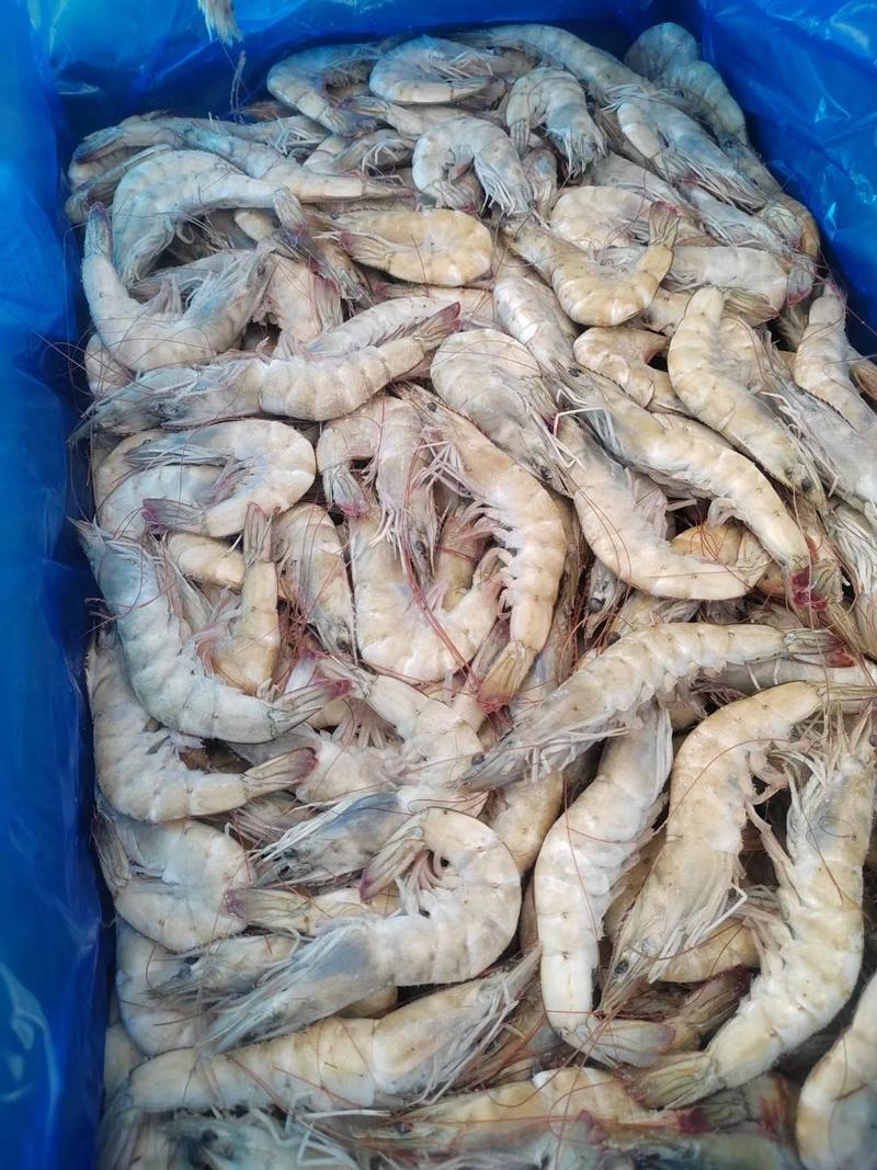 盐田大虾大板虾26斤装品质好规格全海洋大虾
