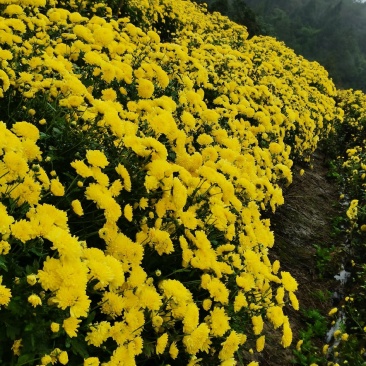 婺源皇菊苗，精选菊花苗，茶菊苗基地直发一手货源，品种齐全
