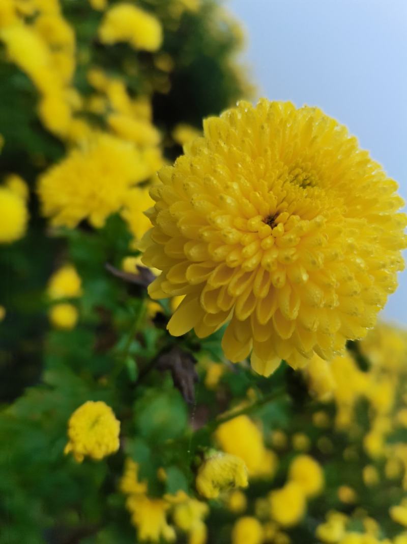 婺源皇菊苗，精选菊花苗，茶菊苗基地直发一手货源，品种齐全