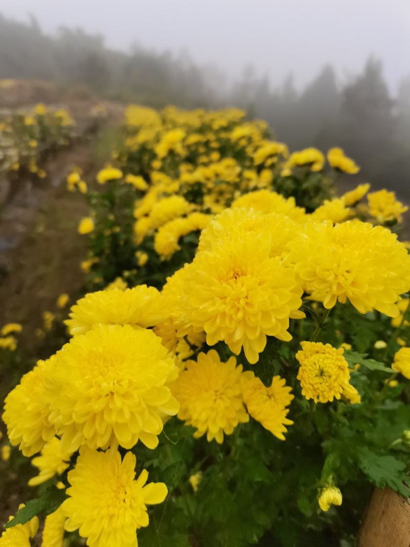 婺源皇菊苗，精选菊花苗，茶菊苗基地直发一手货源，品种齐全