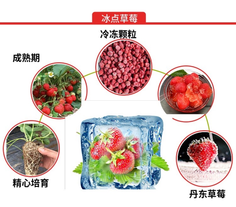 丹东冰点草莓九九草莓牛奶草莓冰冻草苺0添加