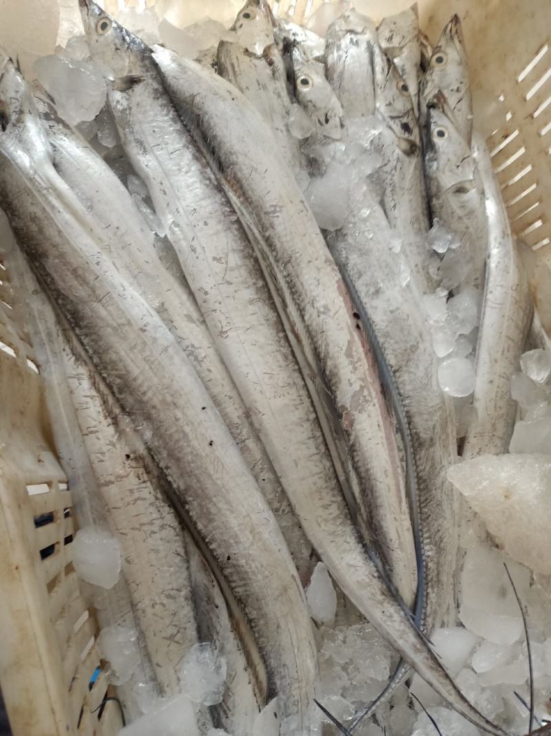 带鱼，鲜冻黄海带鱼，油炸，油焖，质量保证全国各地发货