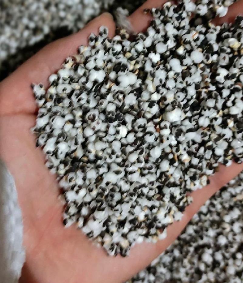 王不留统装500g产地河北振兴药材购销站量大从优
