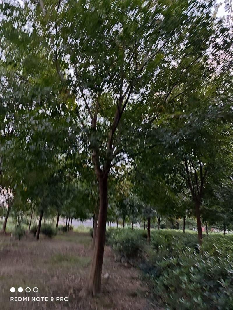朴树，规格齐全量大从优，保质保量