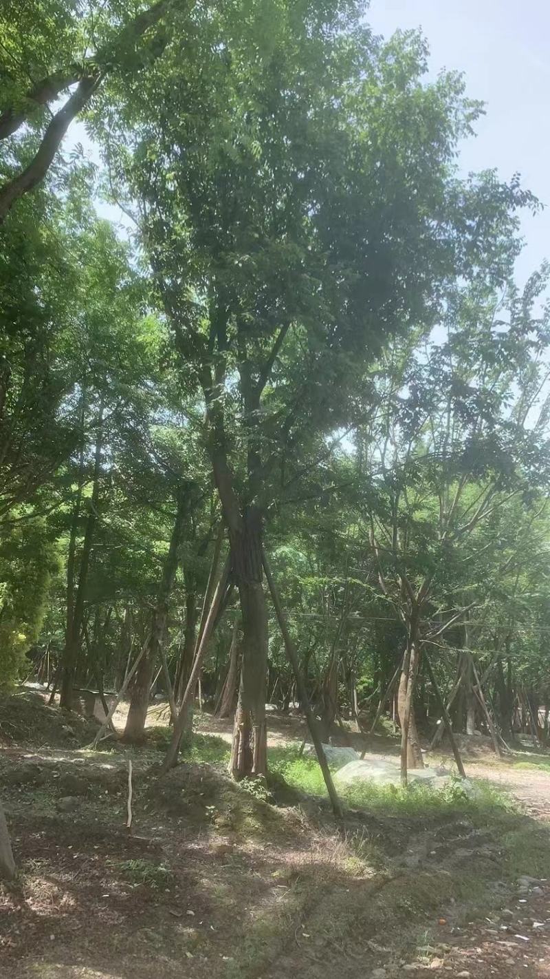 黄连木，规格齐全，量大从优，保质保量，