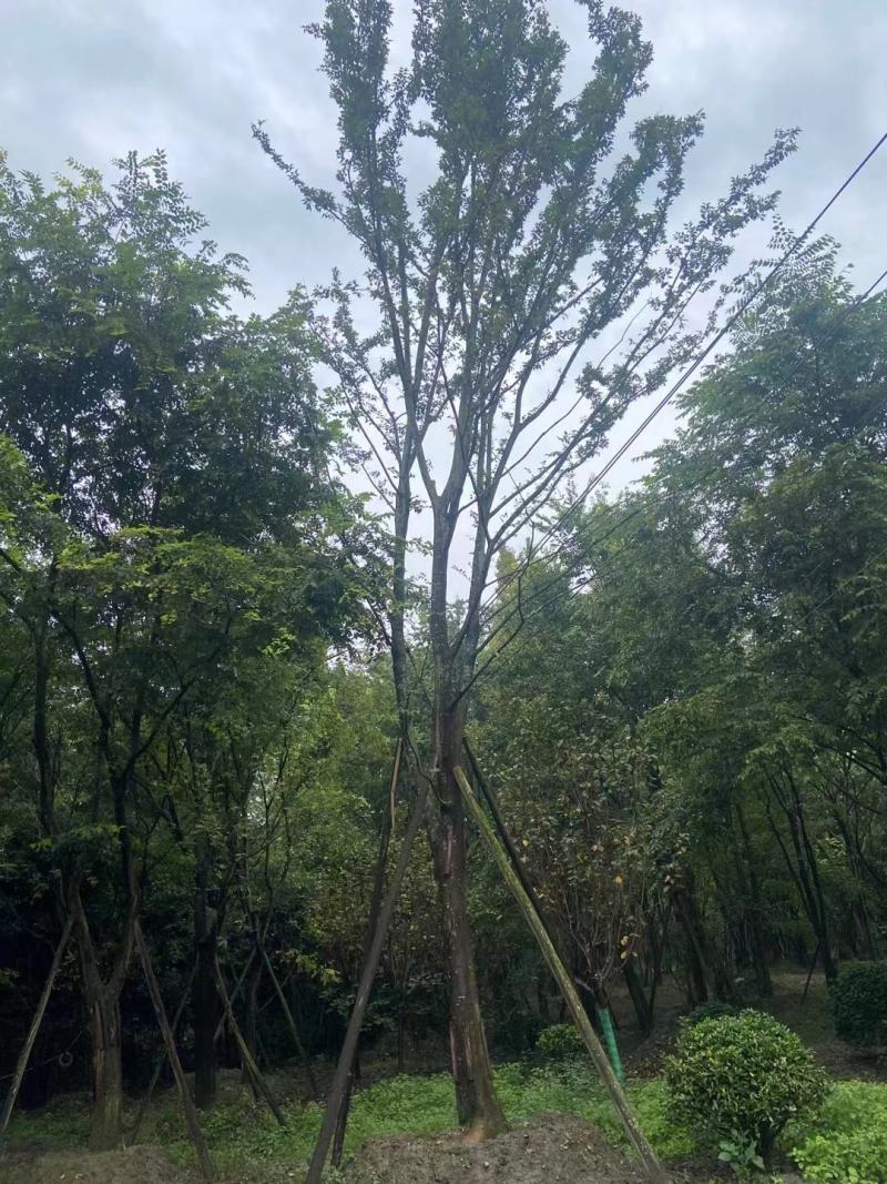 黄连木，规格齐全，量大从优，保质保量，