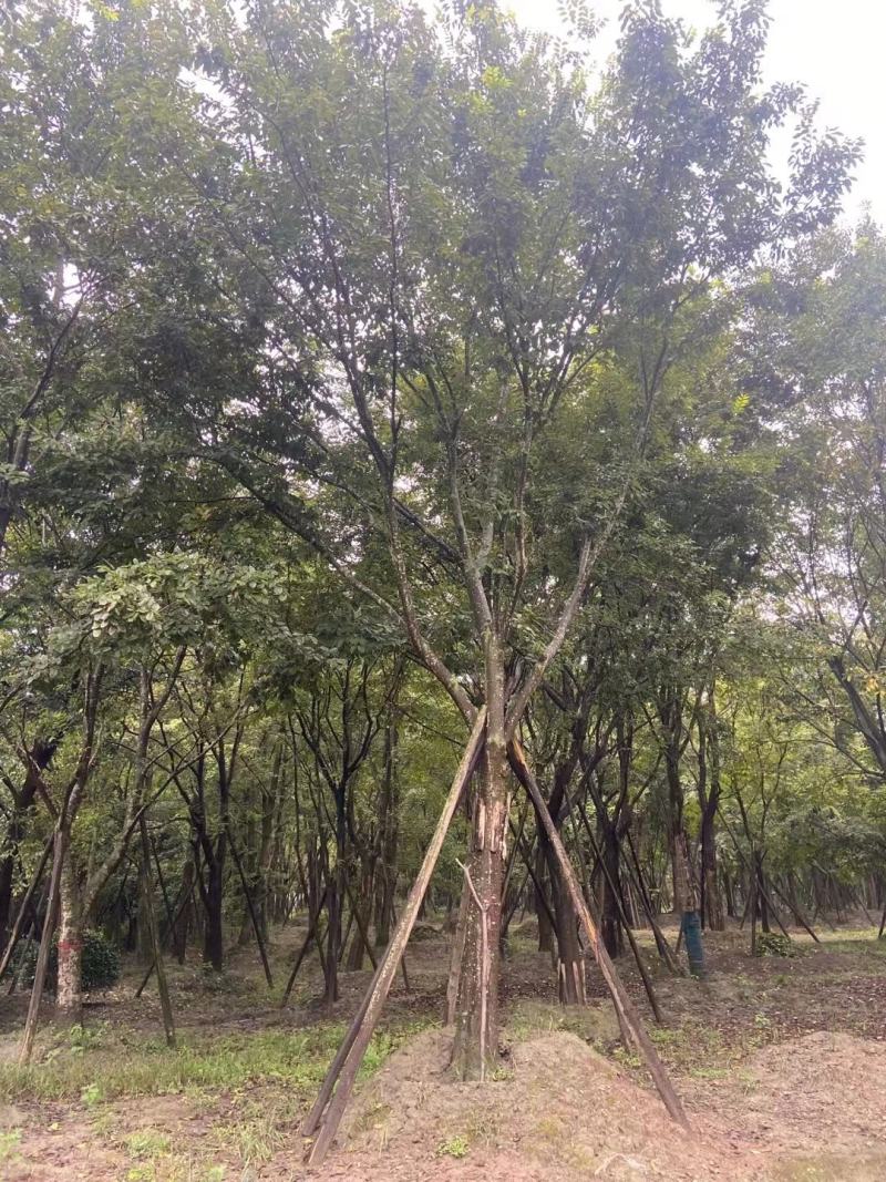 黄连木，规格齐全，量大从优，保质保量，