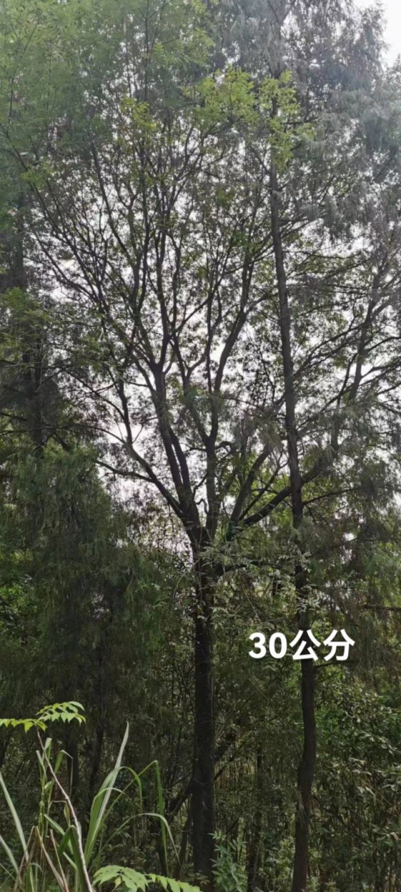 黄连木，规格齐全，量大从优，保质保量，