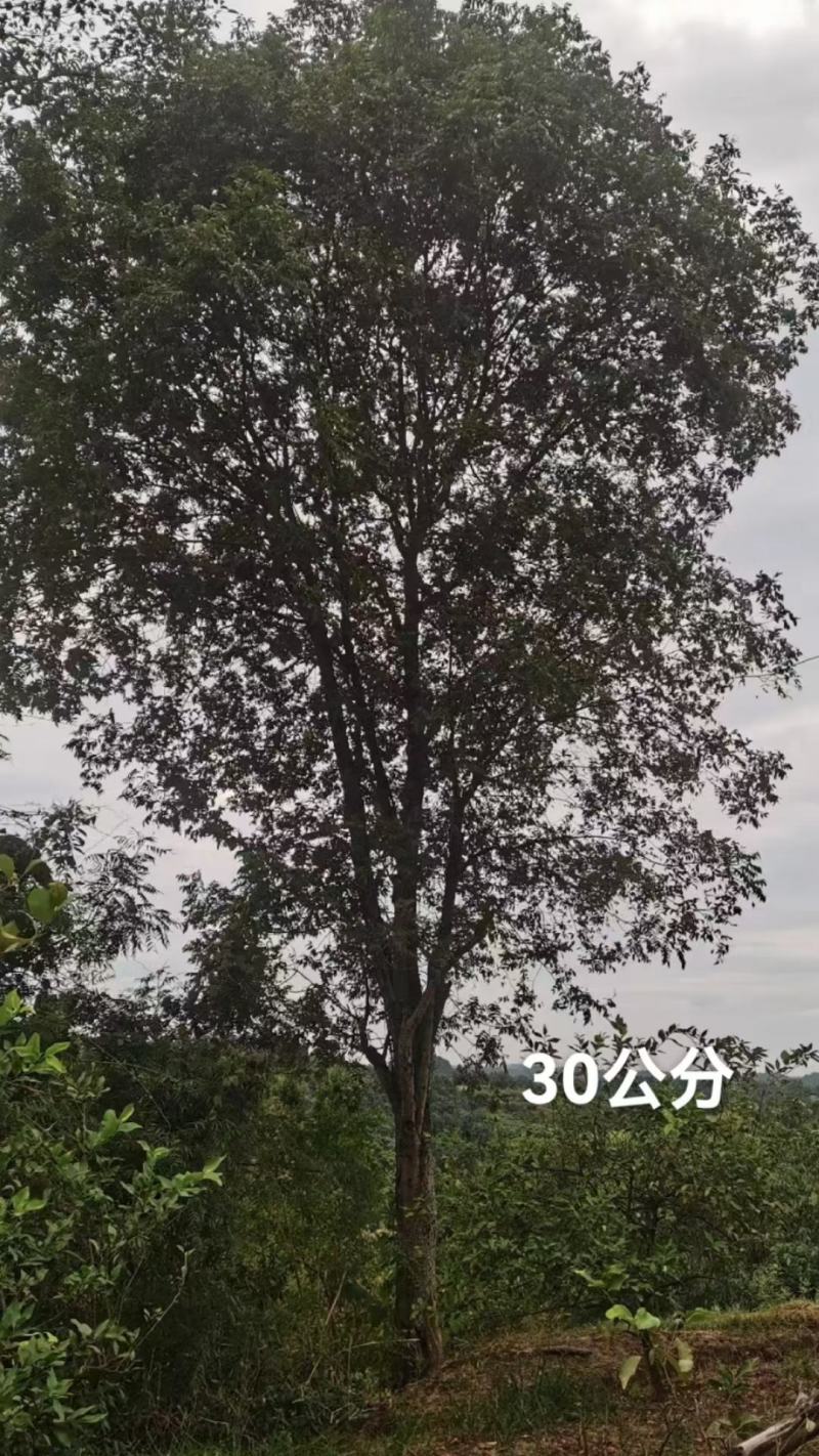 黄连木，规格齐全，量大从优，保质保量，