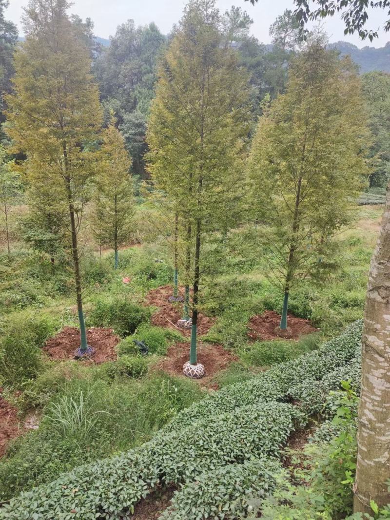 水杉，规格齐全，量大从优，保质保量