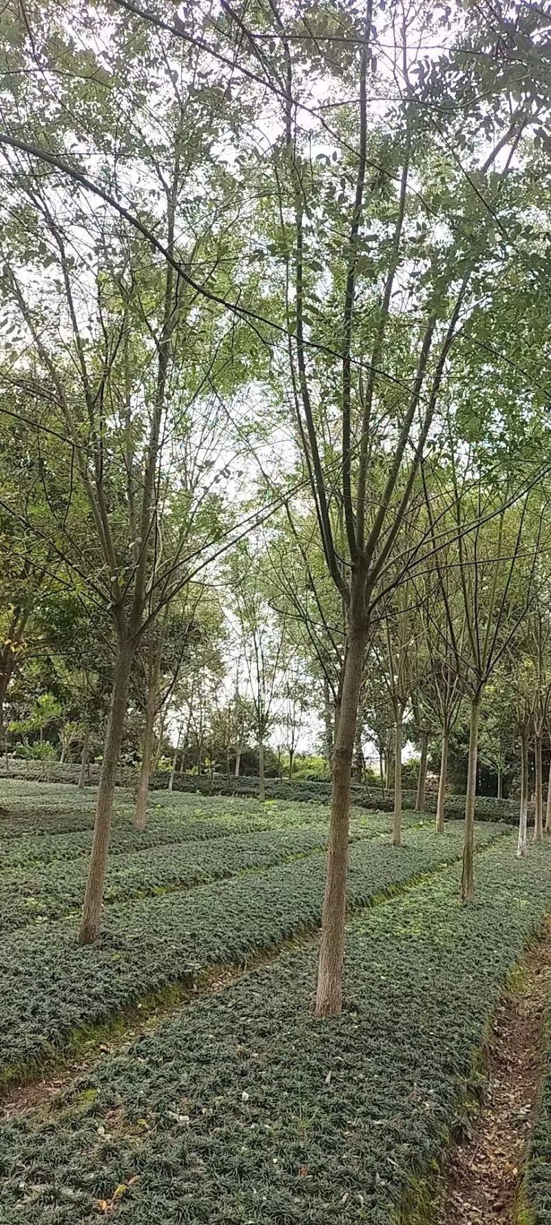 国槐，规格齐全，量大从优，