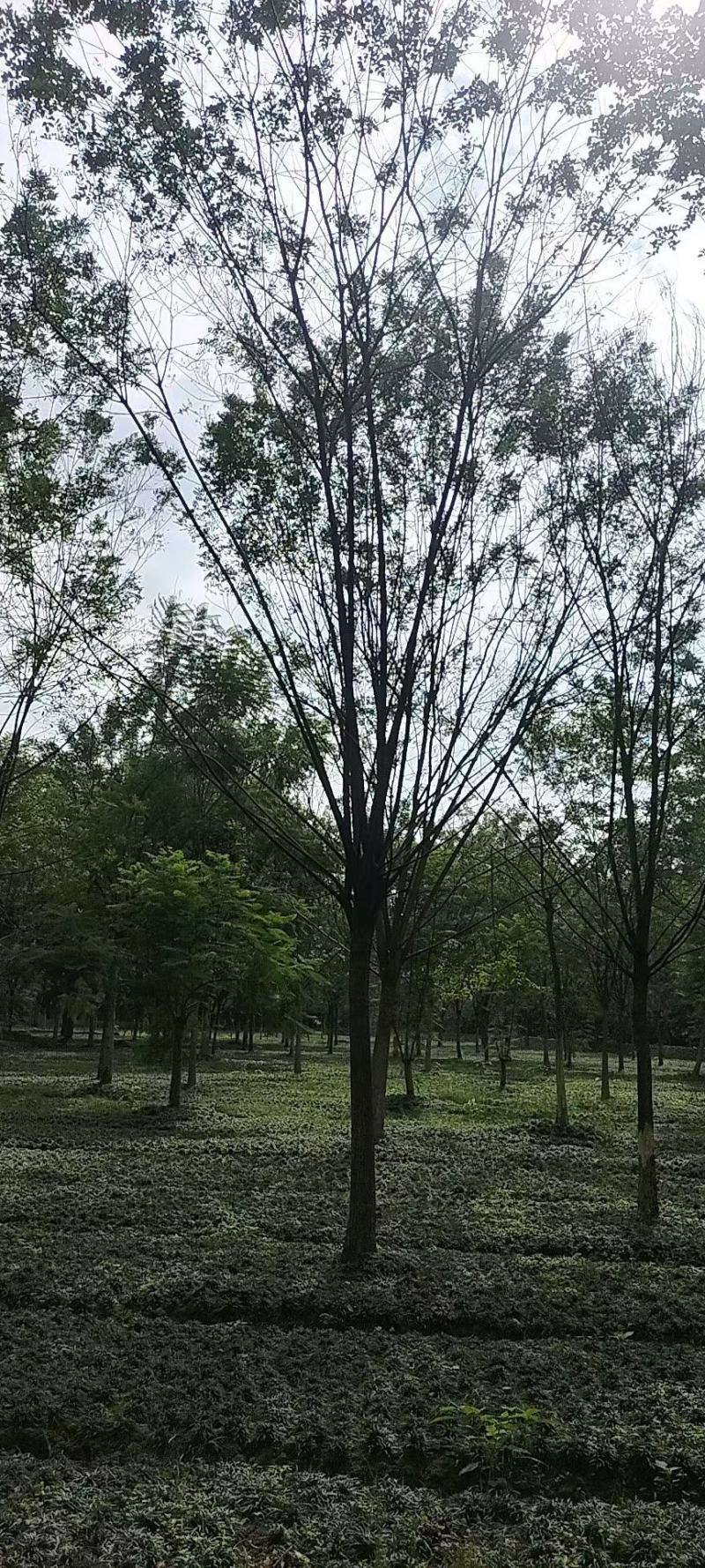 国槐，规格齐全，量大从优，