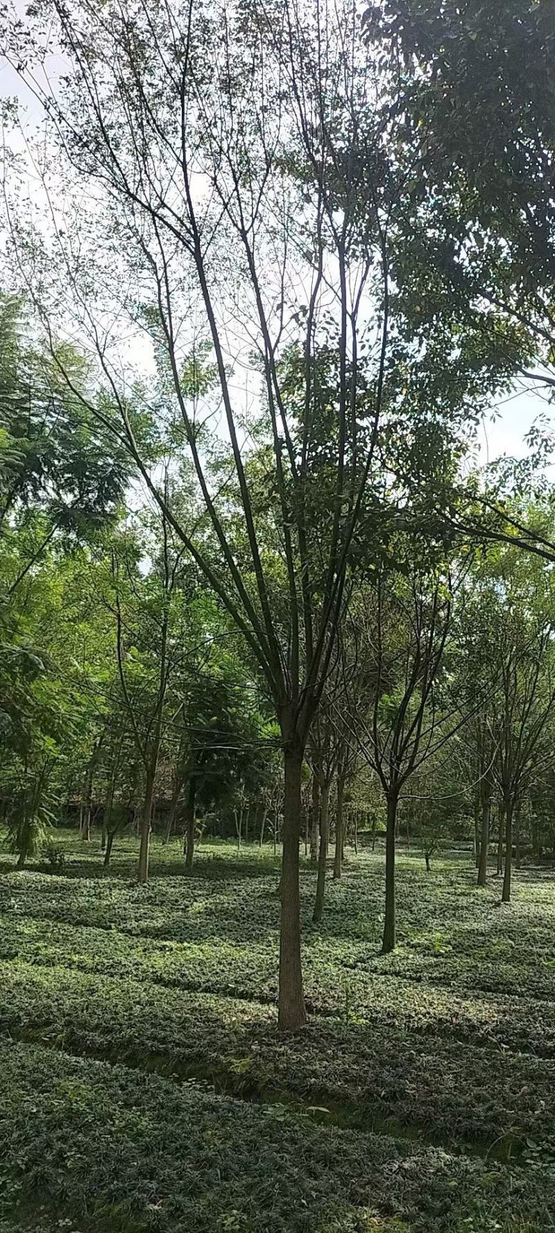 国槐，规格齐全，量大从优，