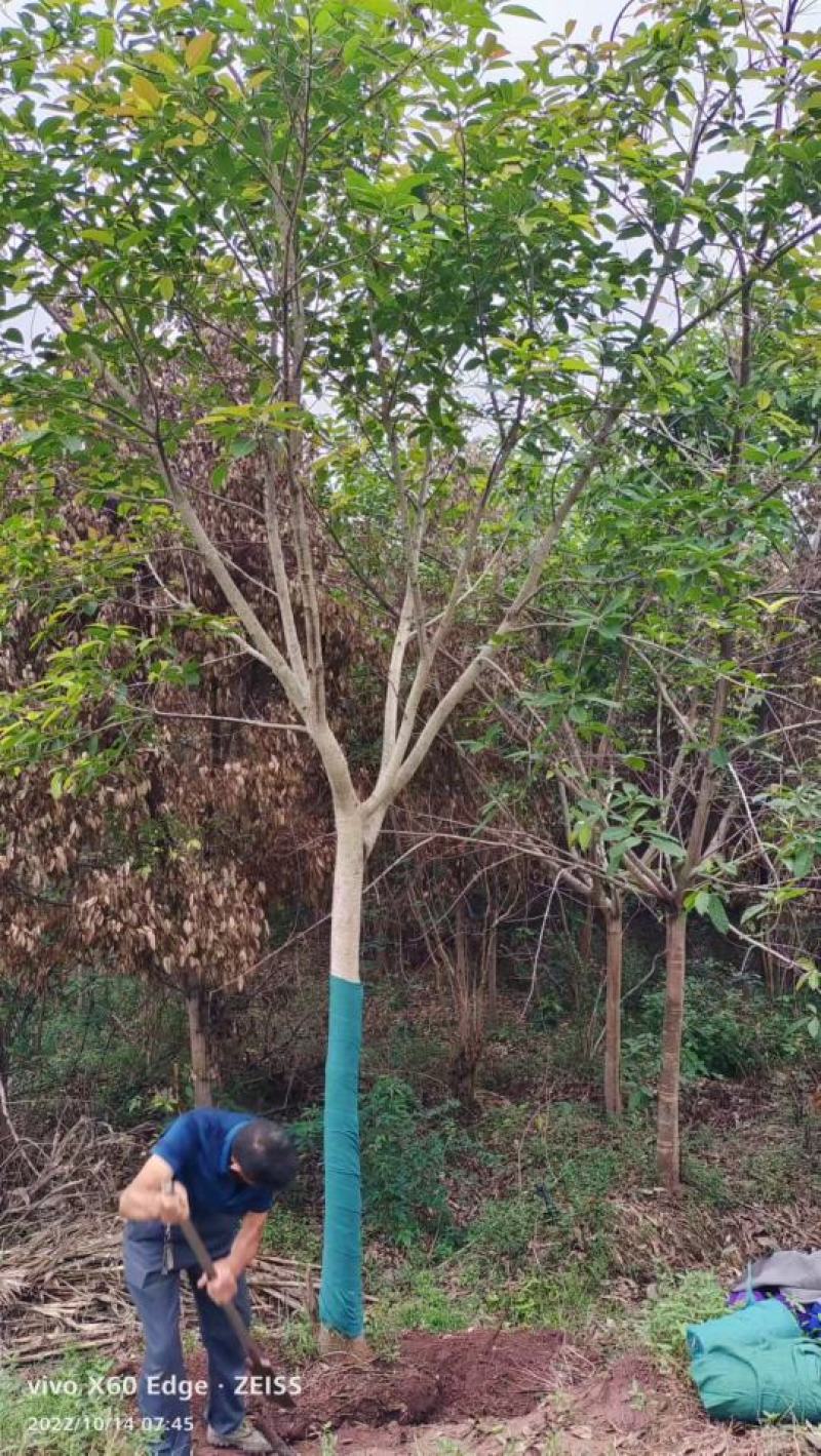 黄葛树，规格齐全量大从优，保质保量