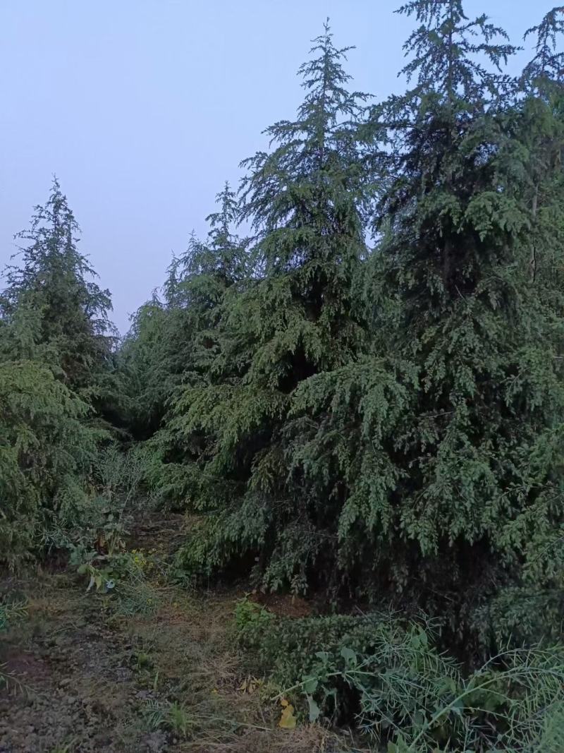 雪松，规格齐全。量大从优，保质保量