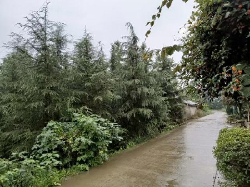 雪松，规格齐全。量大从优，保质保量