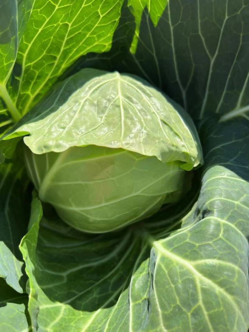 甘蓝圆包菜产地江苏大量上市，可以视频看货，价格可谈。