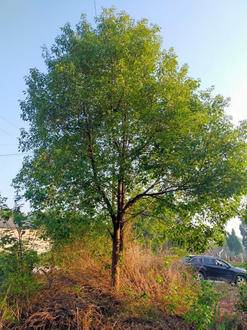 香樟，规格齐全，量大从优，保质保量