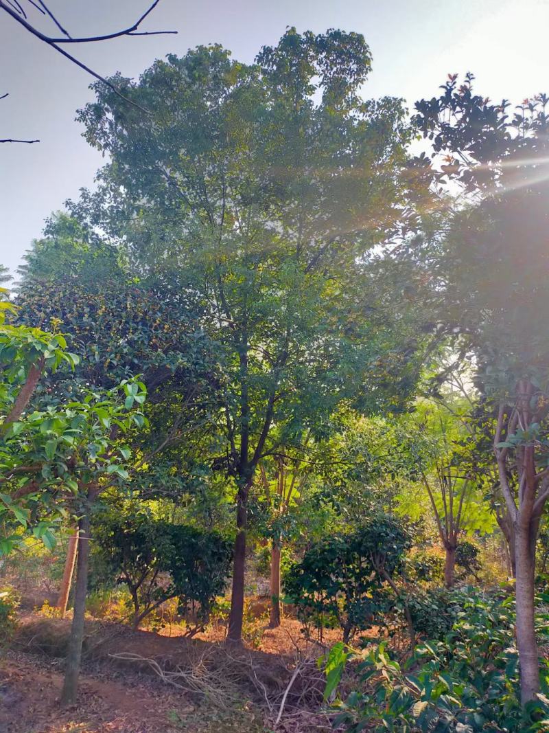 香樟，规格齐全，量大从优，保质保量