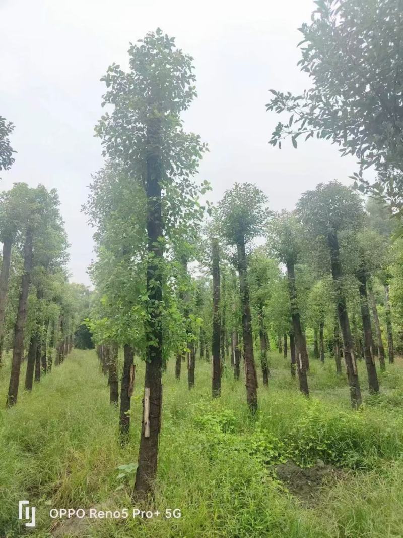 香樟，规格齐全，量大从优，保质保量