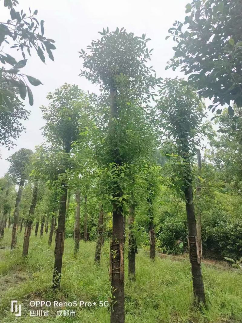 香樟，规格齐全，量大从优，保质保量