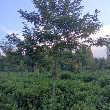 黄花风铃木，规格齐全。量大从优，保质保量
