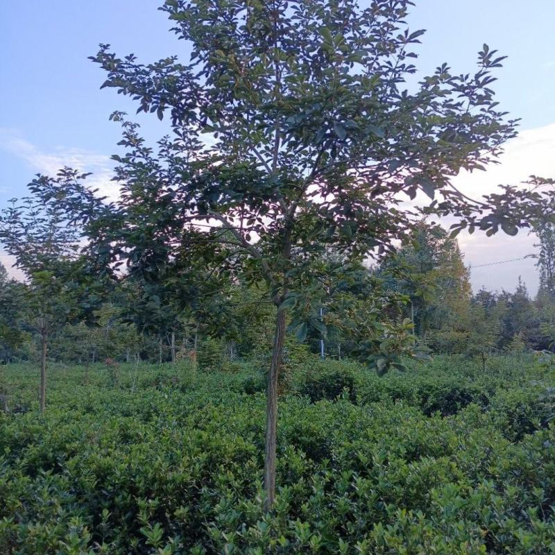黄花风铃木，规格齐全。量大从优，保质保量