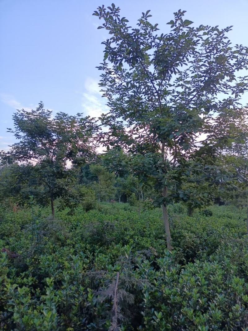 黄花风铃木，规格齐全。量大从优，保质保量