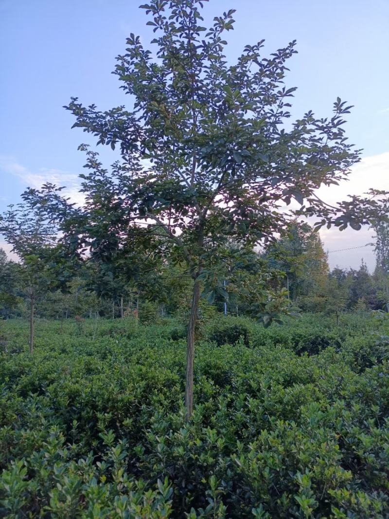 黄花风铃木，规格齐全。量大从优，保质保量