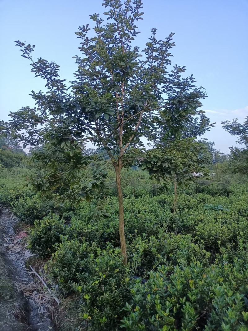 黄花风铃木，规格齐全。量大从优，保质保量