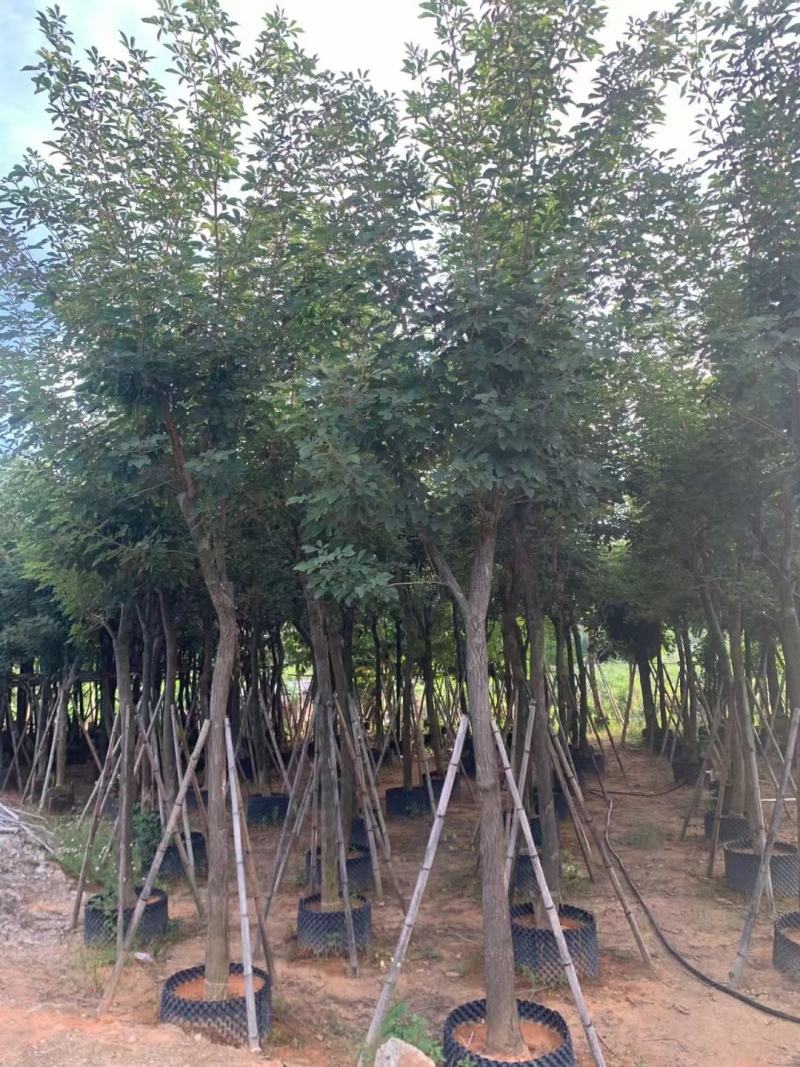 黄花风铃木，规格齐全。量大从优，保质保量