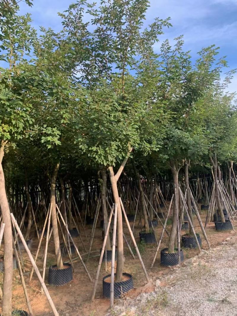 黄花风铃木，规格齐全。量大从优，保质保量