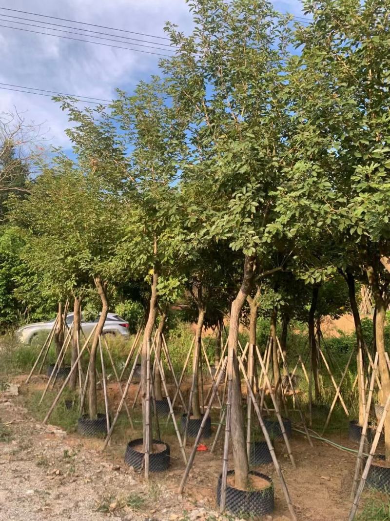 黄花风铃木，规格齐全。量大从优，保质保量